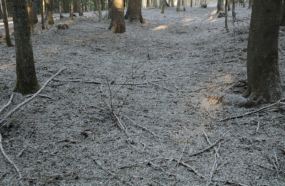 Nein, kein Schnee. So sieht das ungefähr ein Hektar grosse Wäldchen nach zwei Monaten Bergfinkenschlafplatz aus.