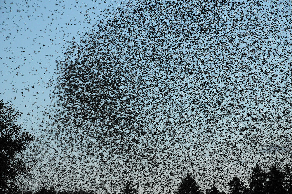Ein grösserer Trupp Vögel hat sich kurz in einem einzelstehenden Baum (am linken Bildrand) zur Zwischenruhe gesetzt. Jetzt schliessen sie sich dem letzten (von rechts) nahenden Schwarm an, der den Schlafplatz ansteuert. Das Geräusch das durch die zehntausenden im selben Augenblick auffliegenden Vögel entsteht, ist unbeschreiblich.